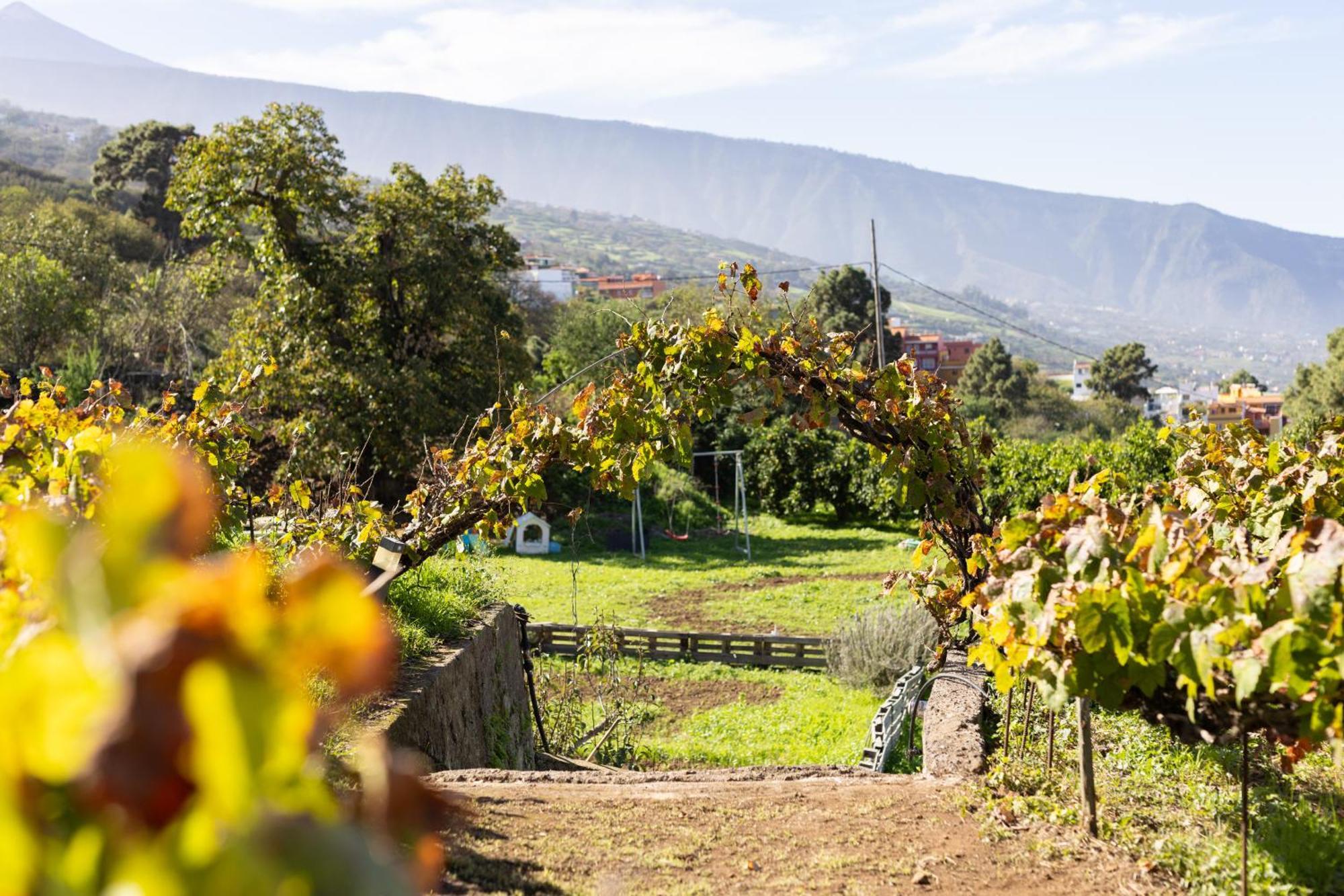 Ek Las Vistas Finca El Milagro لا أوروتافا المظهر الخارجي الصورة