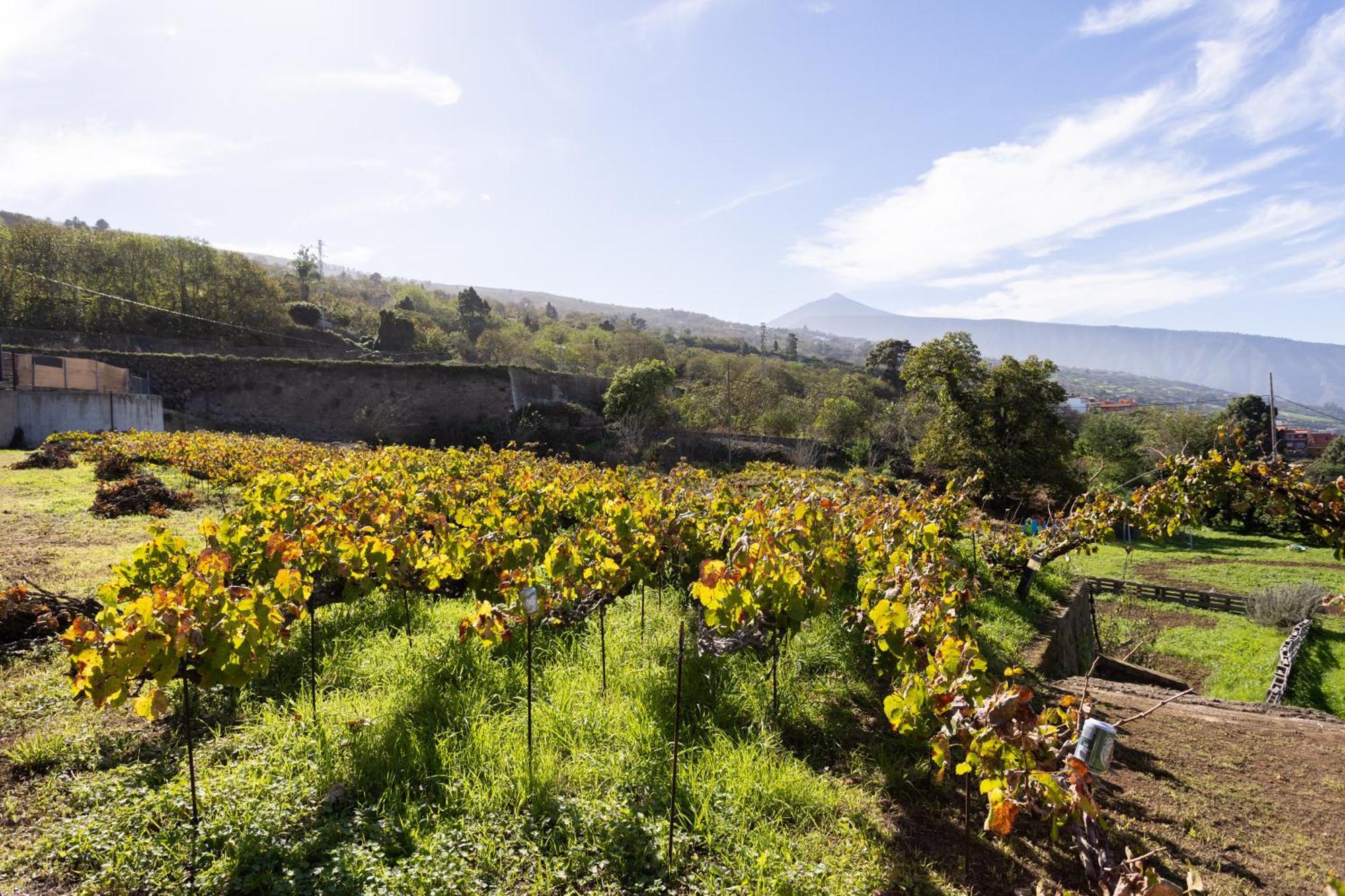 Ek Las Vistas Finca El Milagro لا أوروتافا المظهر الخارجي الصورة